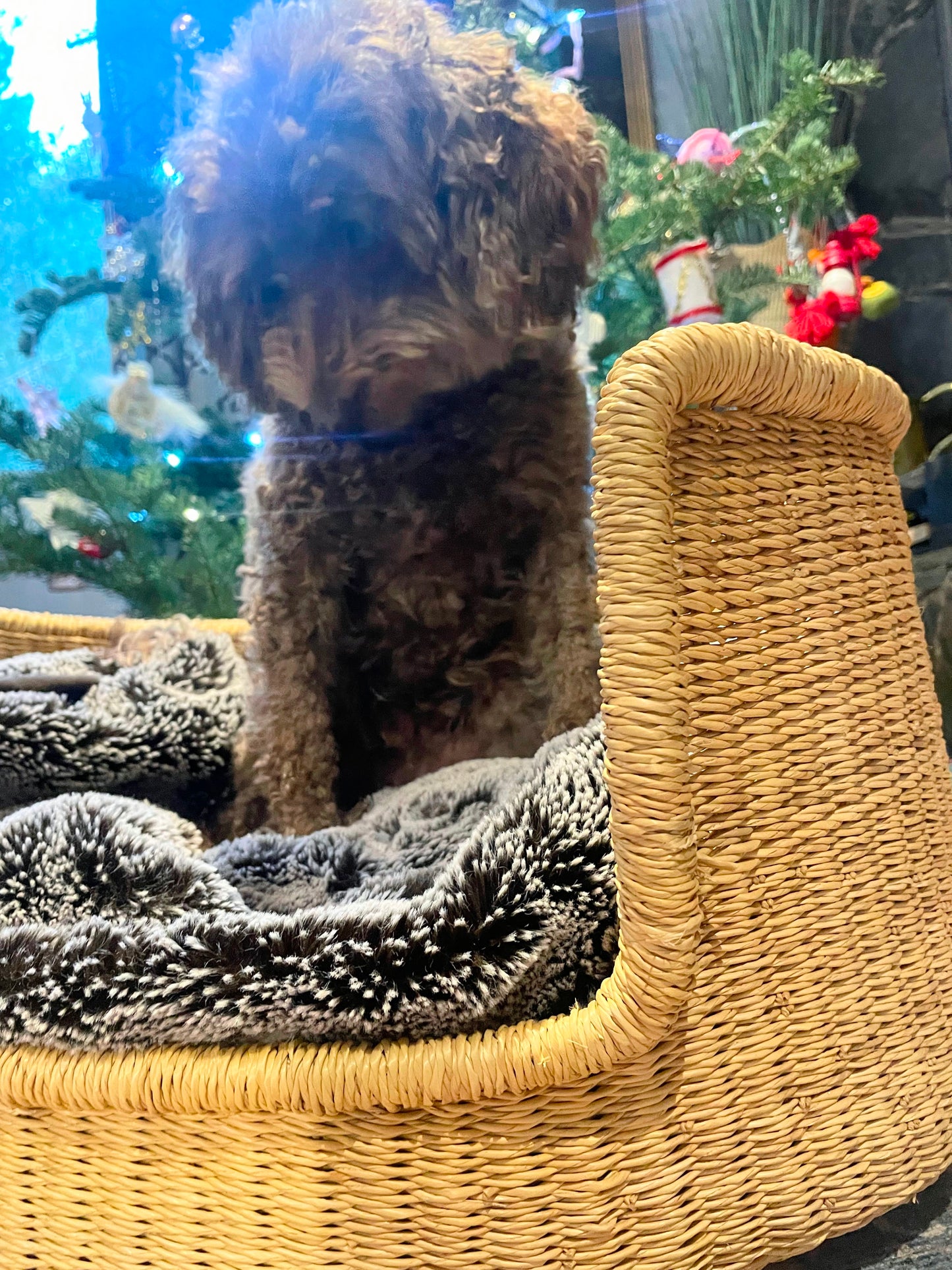 Small Bolga Pet Bed